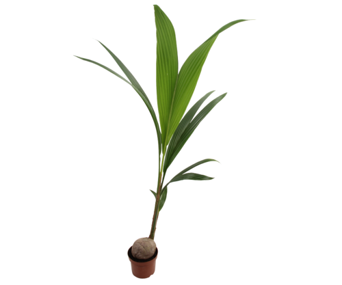 Egzotyczne rośliny, które można uprawiać w domu lub ogrodzie/   palma kokosowa (Cocos nucifera
